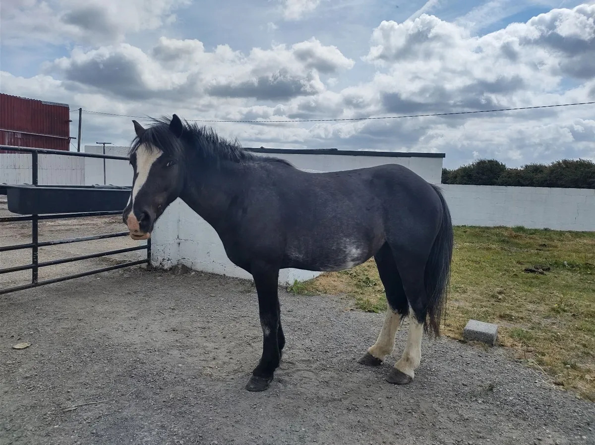Pony - Image 4