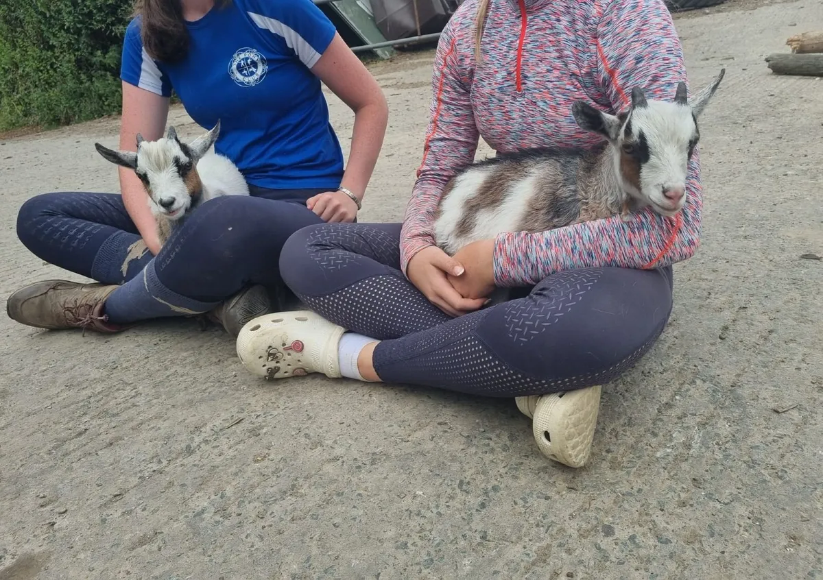12 week old pygmy goats - Image 1