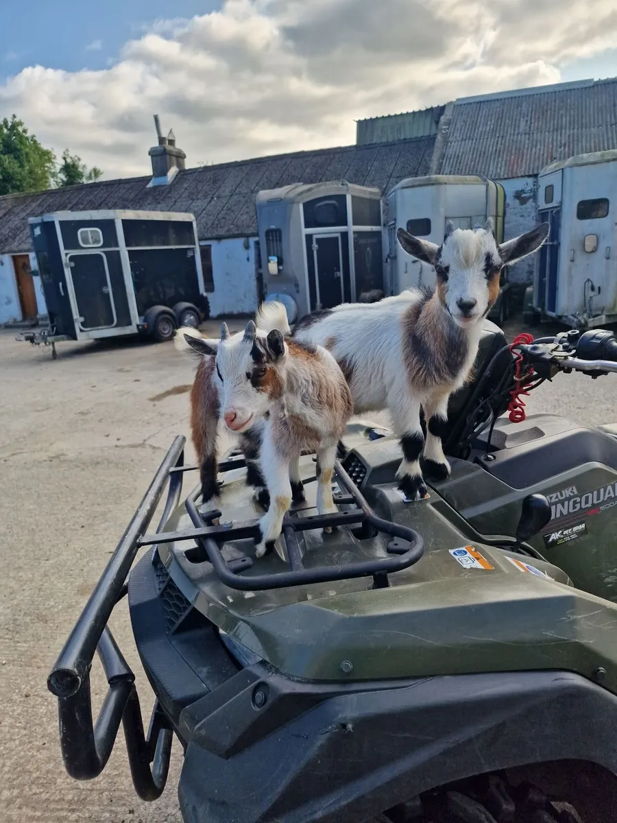 12 week old pygmy goats - Image 2
