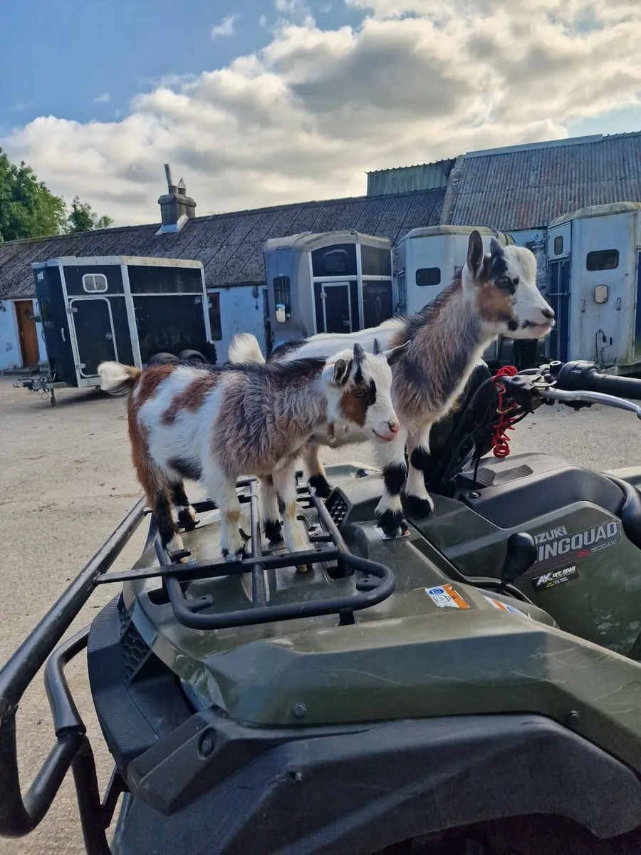 12 week old pygmy goats - Image 3