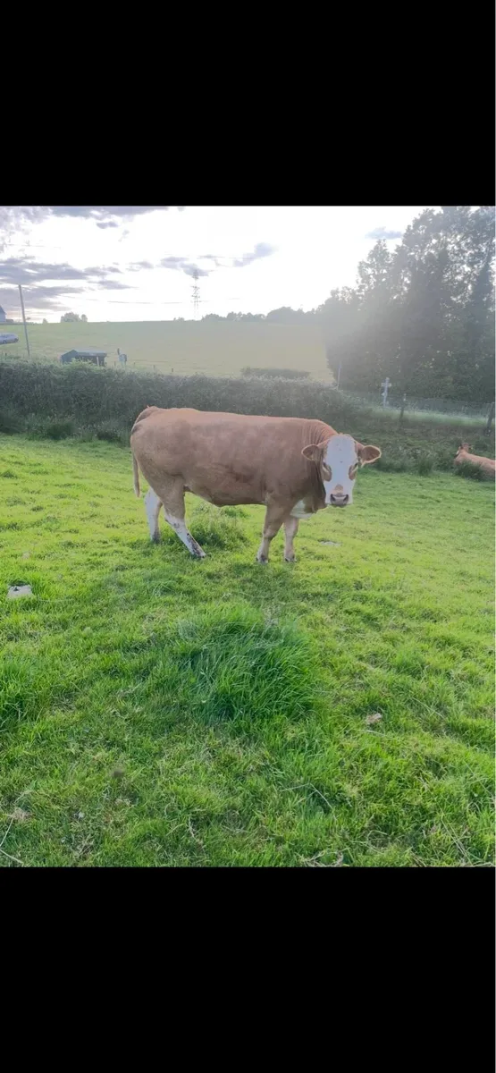Limousin Cow - Image 1
