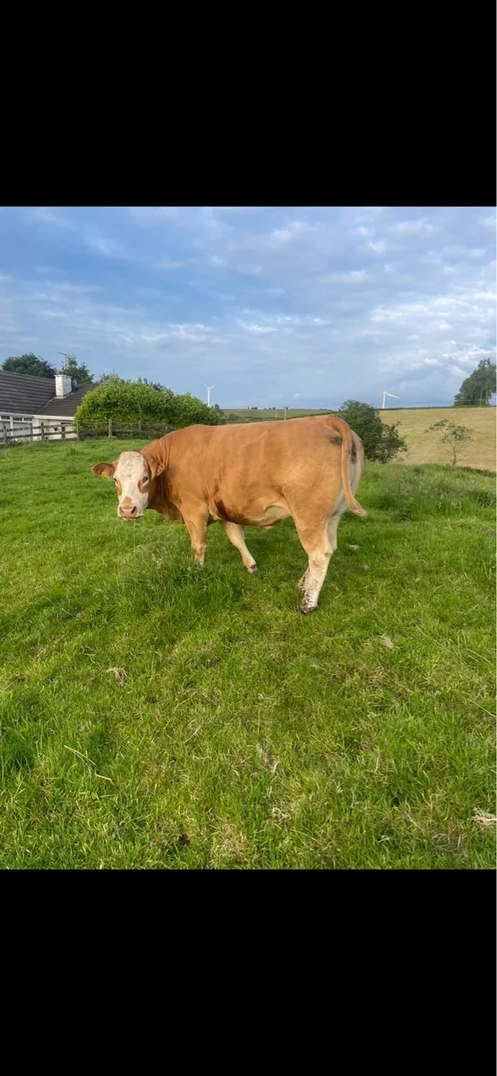 Limousin Cow - Image 2