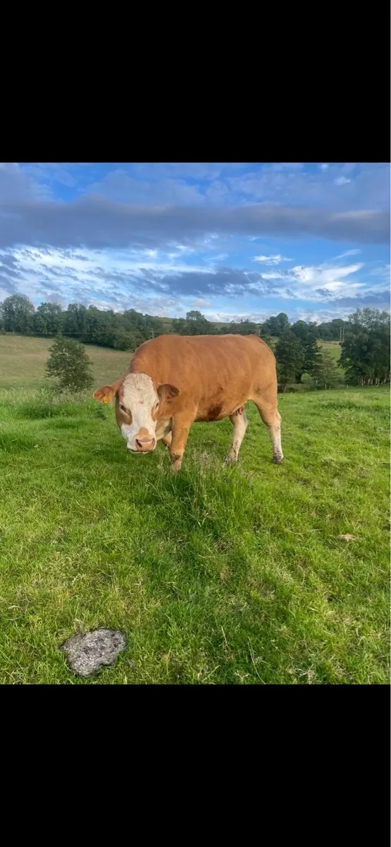 Limousin Cow - Image 3