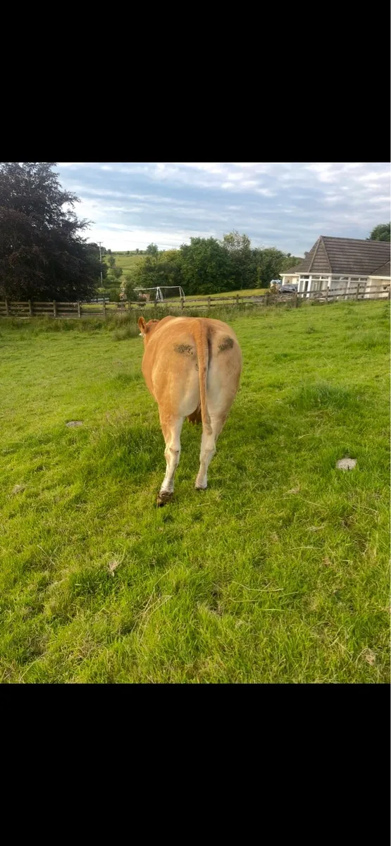 Limousin Cow - Image 4