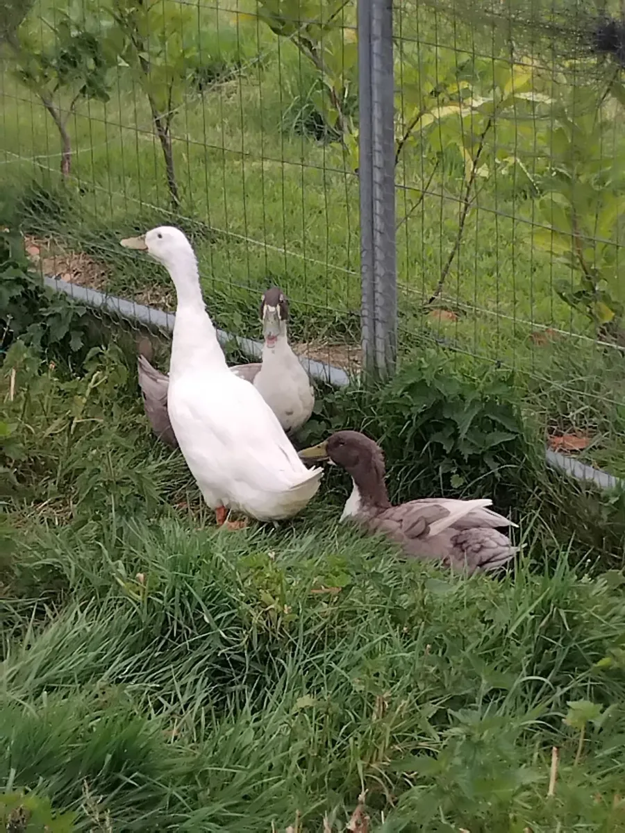 Ducks