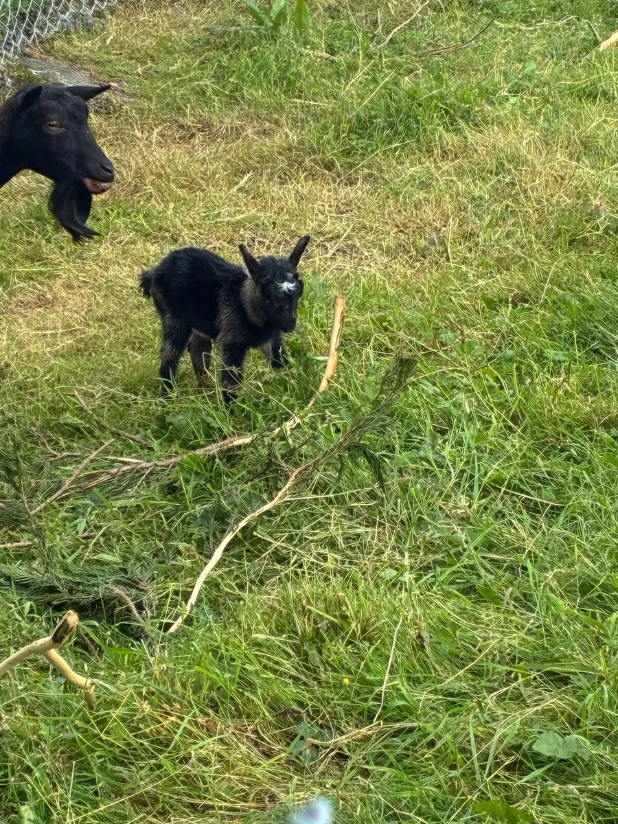 Pygmy Billy Goat - Image 4