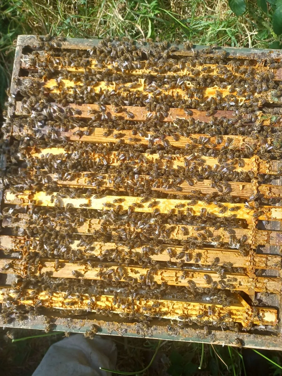 National Hive of bees for sale