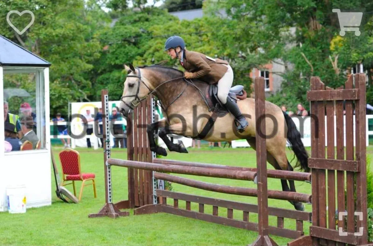 7yo Homebred Connemara Mare - Image 4