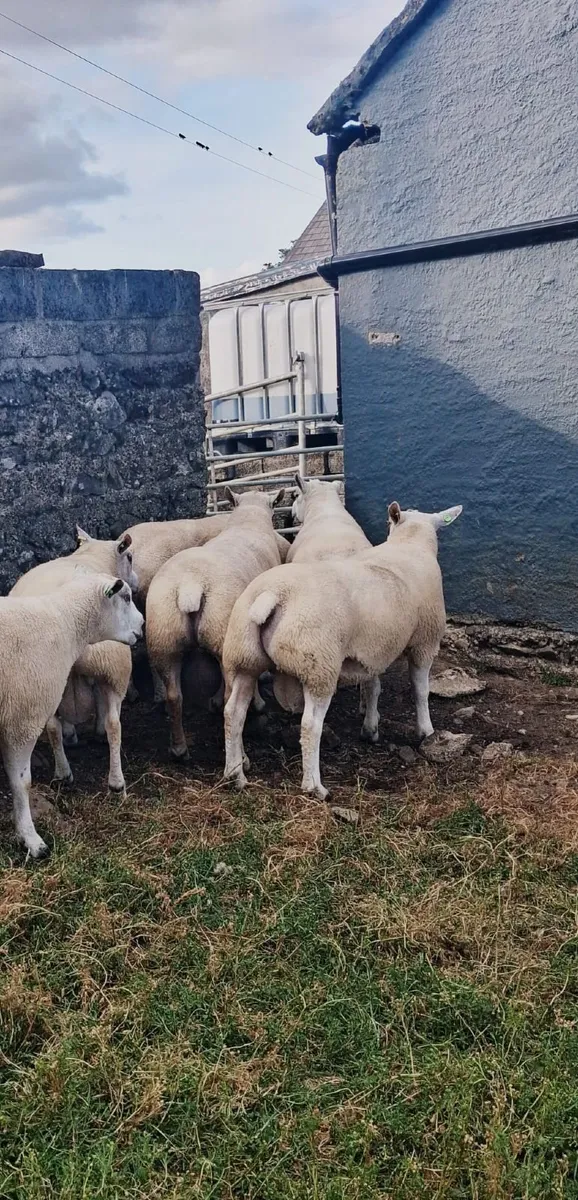 🔥CHARTEX RAMS BIG BOY RAM SALE🔥 - Image 3