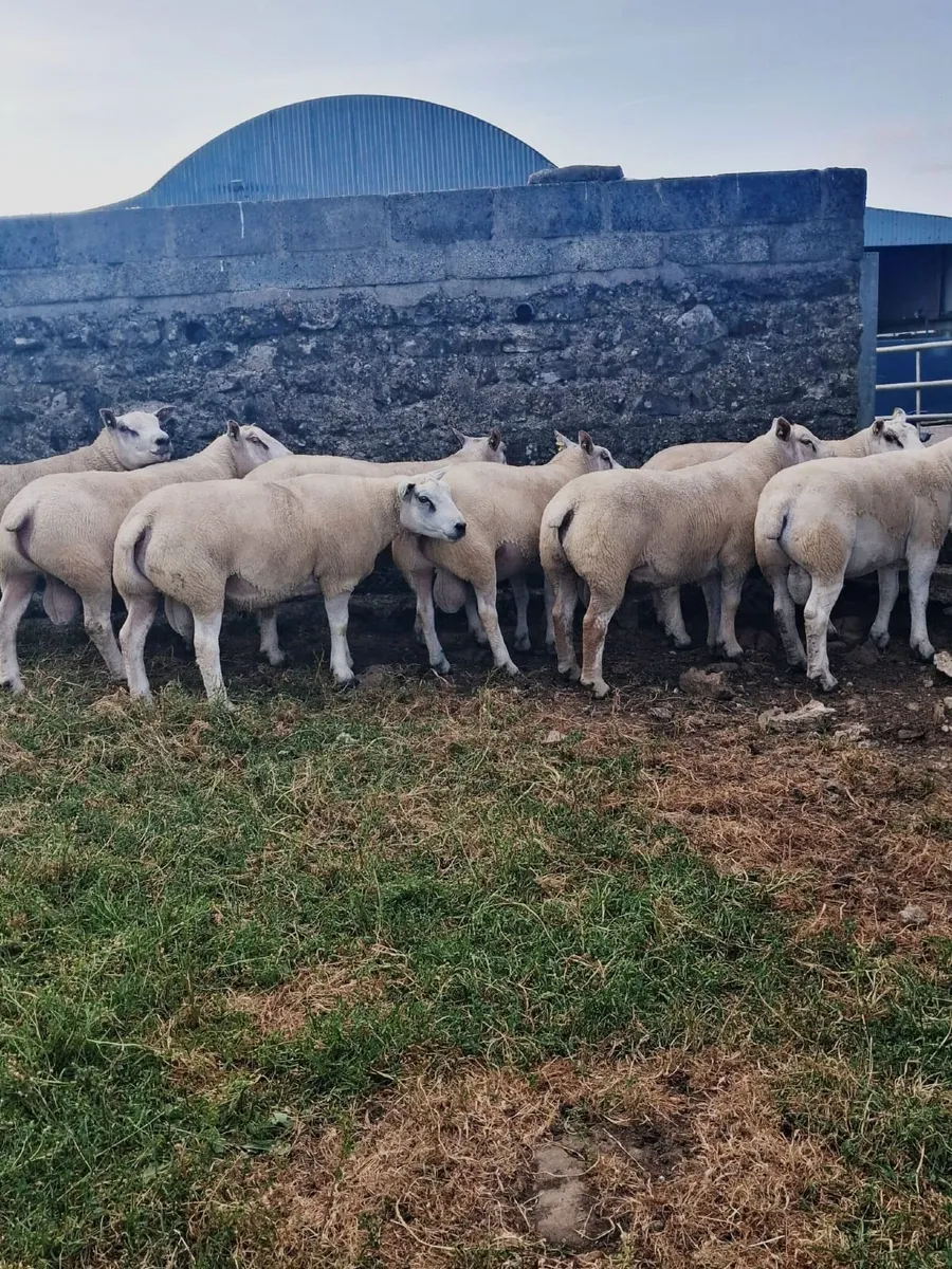 🔥CHARTEX RAMS BIG BOY RAM SALE🔥 - Image 2