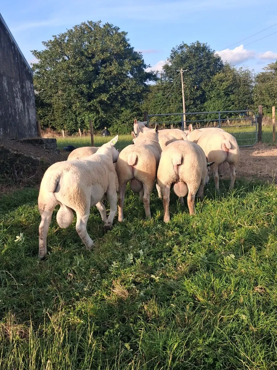 🔥CHARTEX RAMS BIG BOY RAM SALE🔥 - Image 1