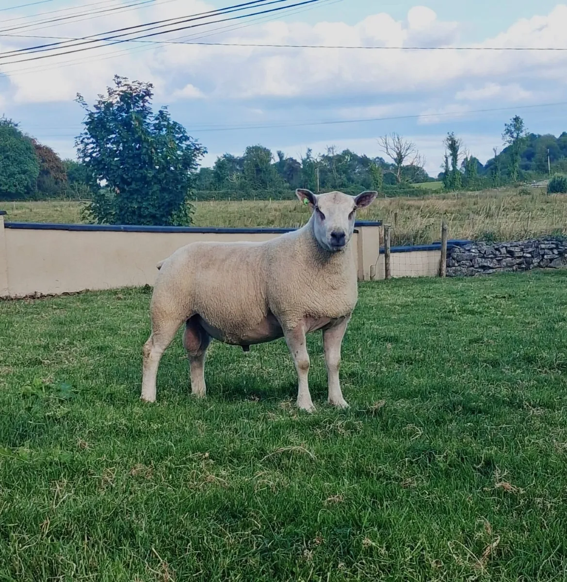 🔥CHARTEX RAMS BIG BOY RAM SALE🔥 - Image 4