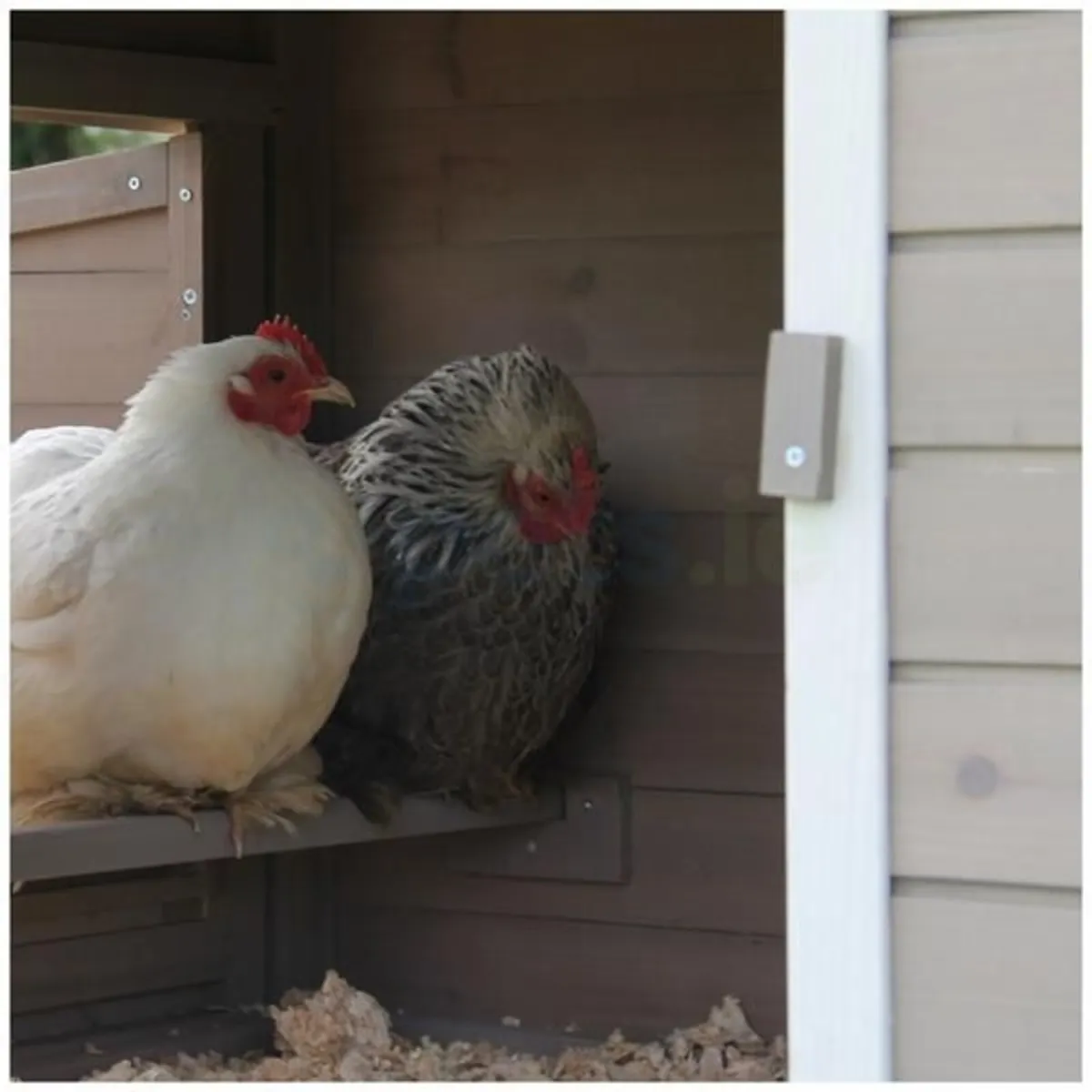 Chicken Coop - Image 4