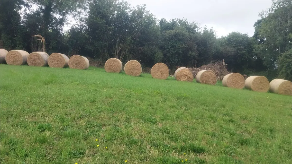 Hay