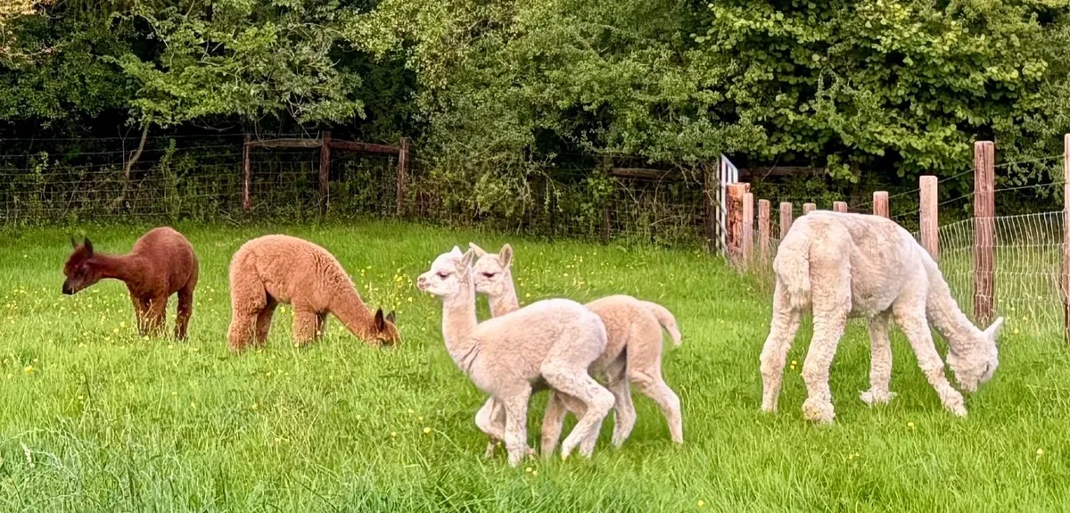 Alpacas