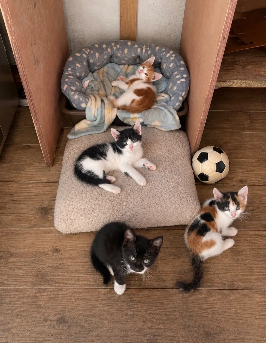 Kitten ****FREE TO GOOD HOME ****** - Image 1