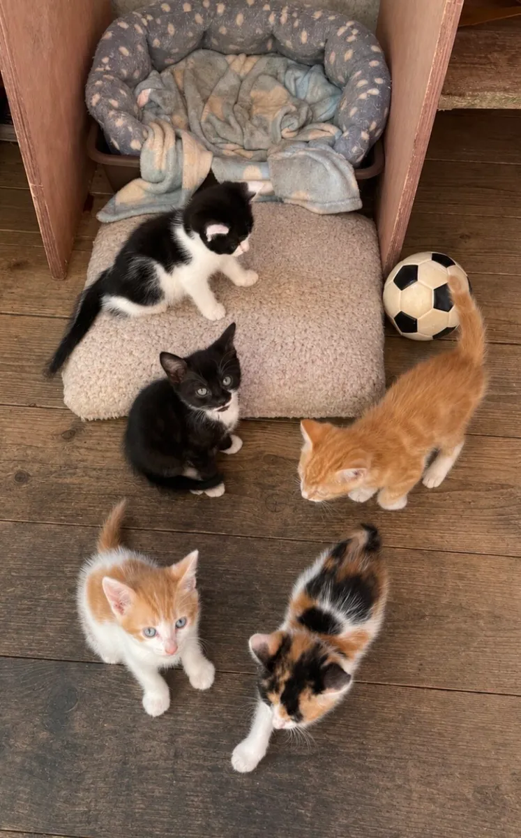 Kitten ****FREE TO GOOD HOME ****** - Image 2