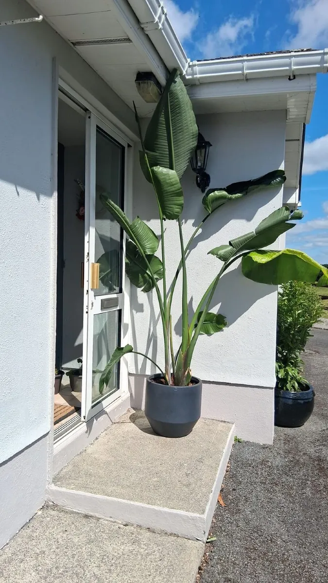 Large Banana Plant