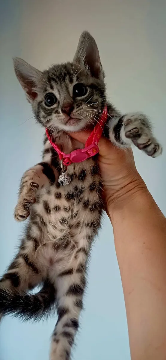 Amazing Purebred Bengal kittens - Image 3
