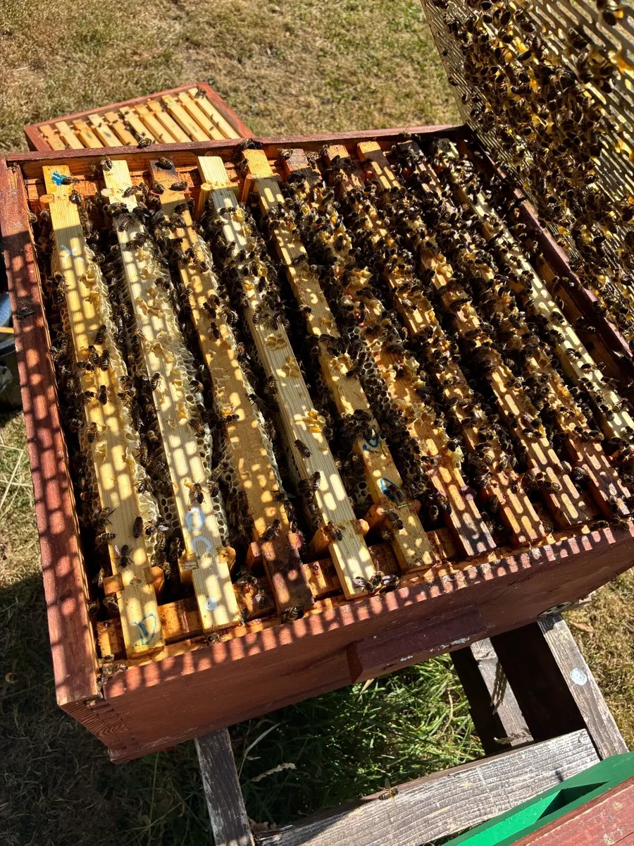 National Bee Hive with Super - Image 3