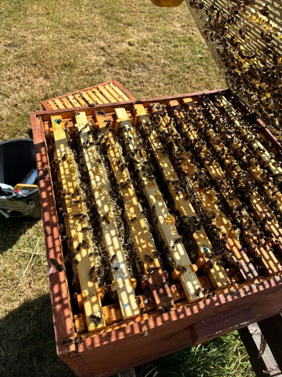 National Bee Hive with Super - Image 4