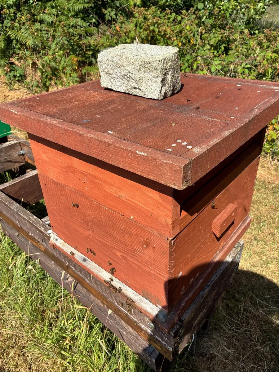 National Bee Hive with Super - Image 2