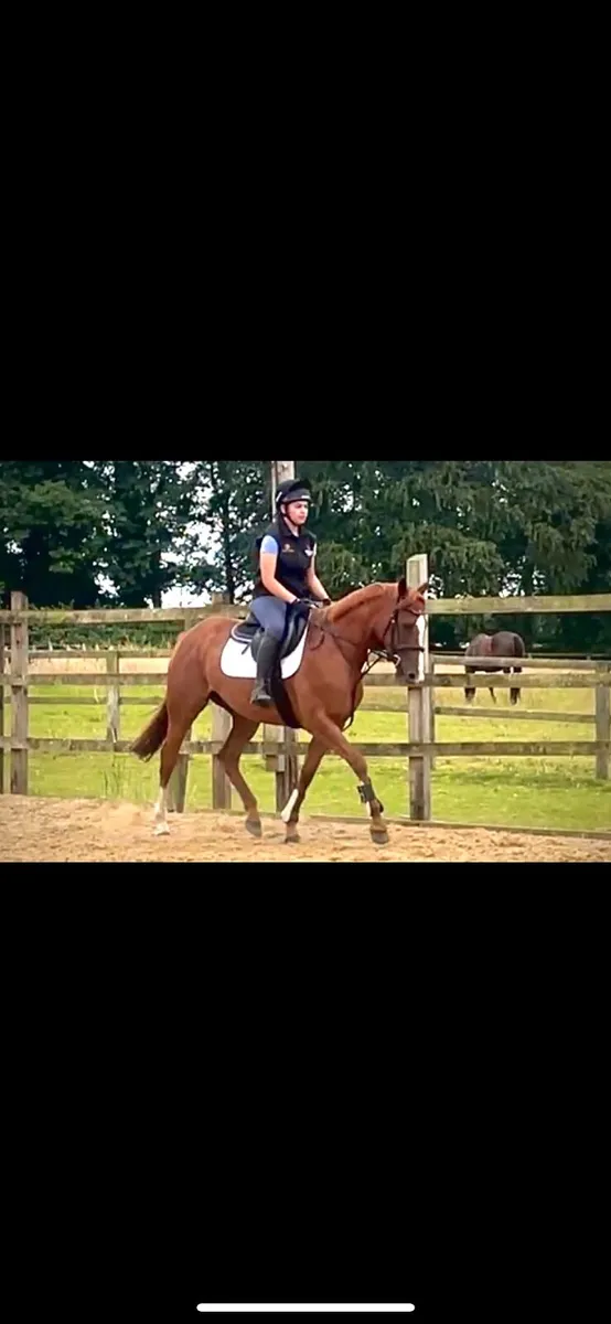 4yr Filly - Image 2