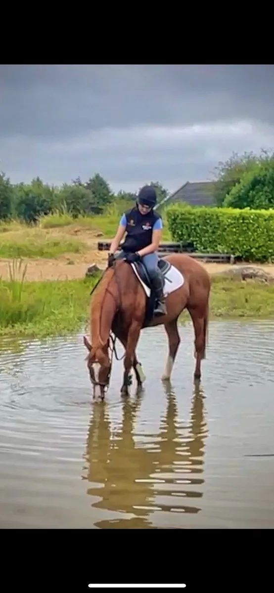 4yr Filly - Image 3