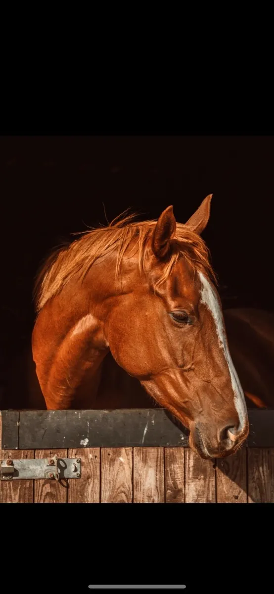 4yr Filly - Image 4