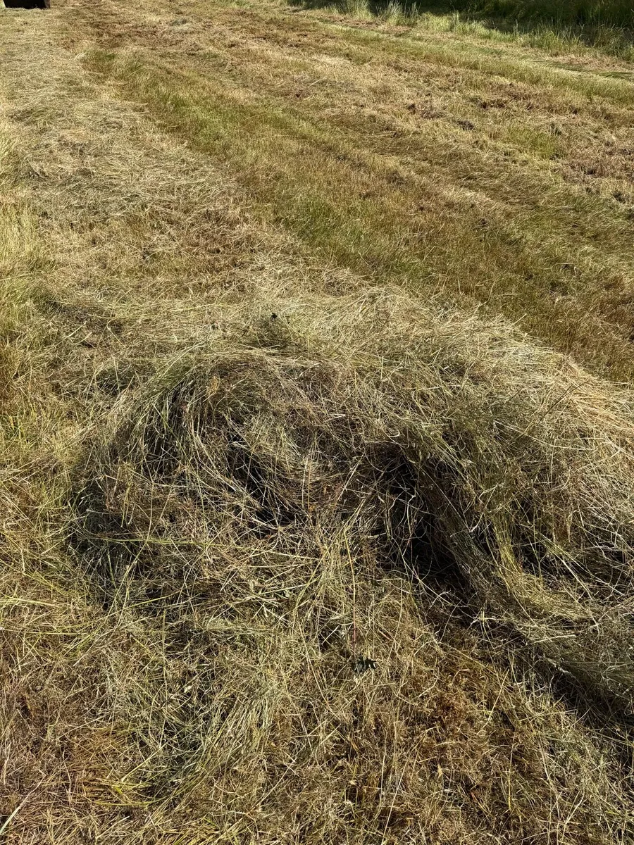 Rushy hay - Image 2