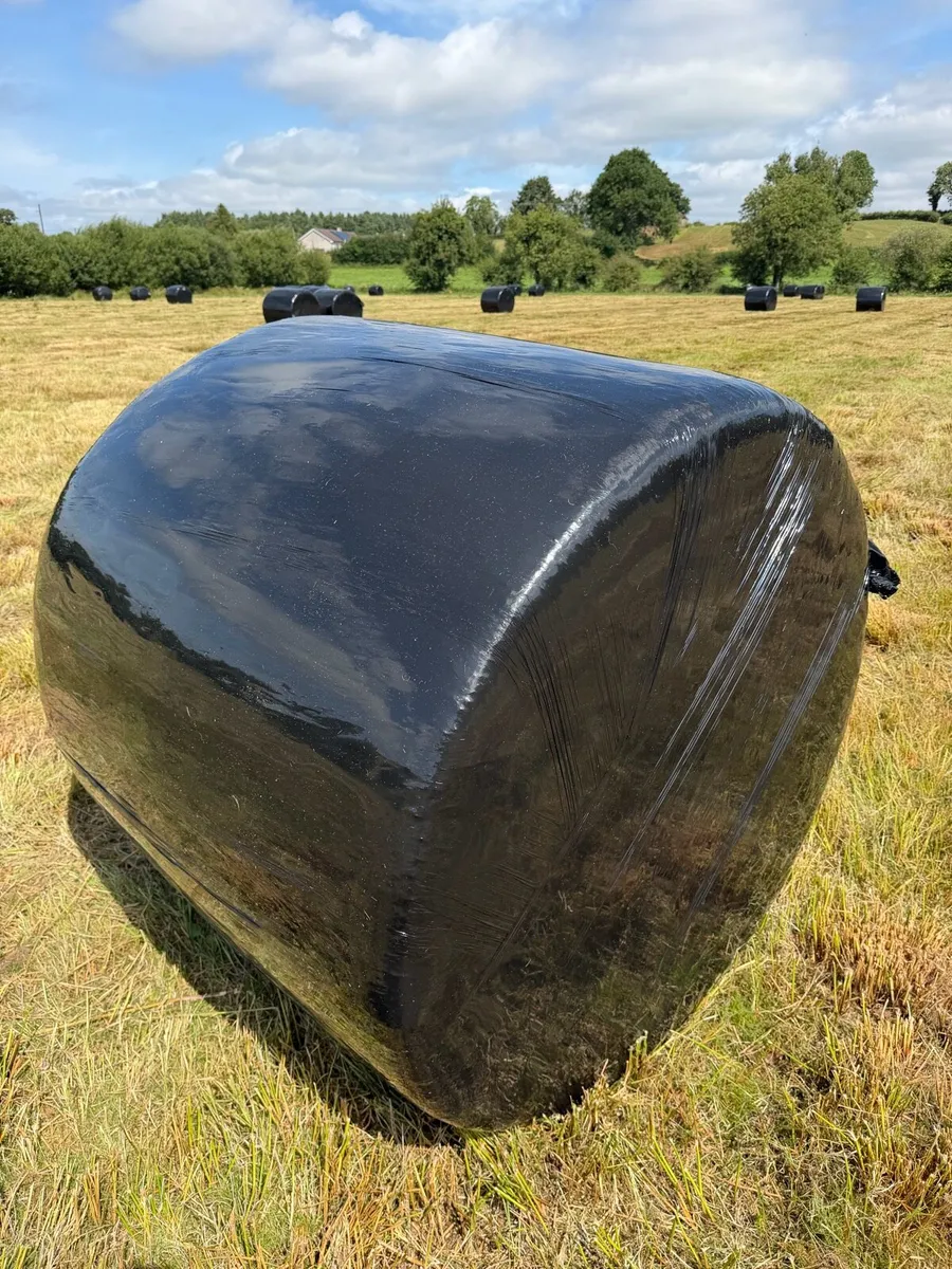 Rushy hay - Image 1