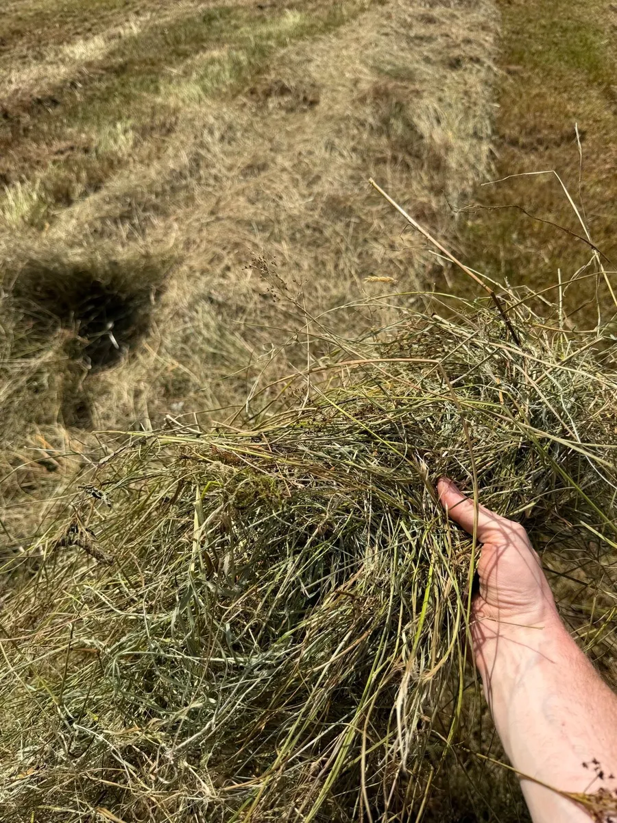 Rushy hay - Image 3