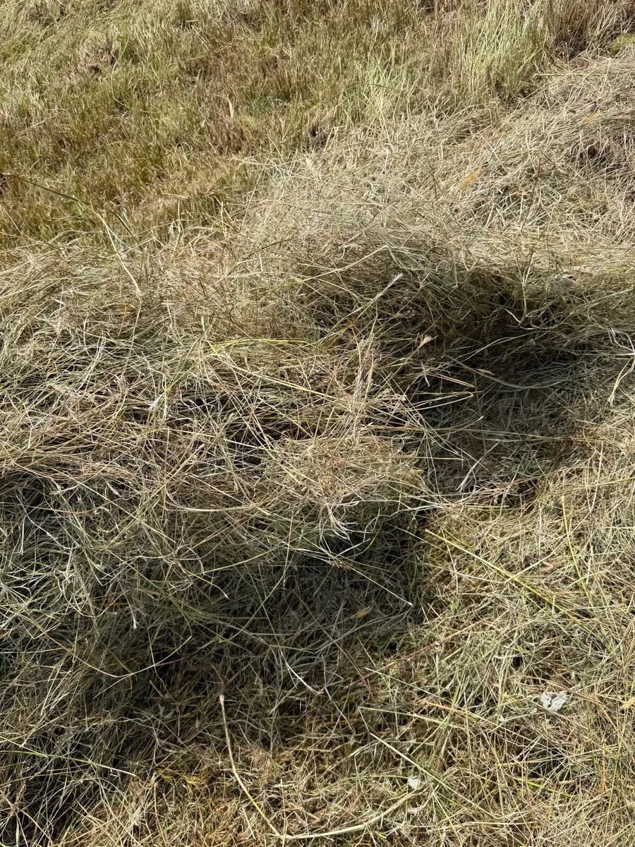Rushy hay - Image 4