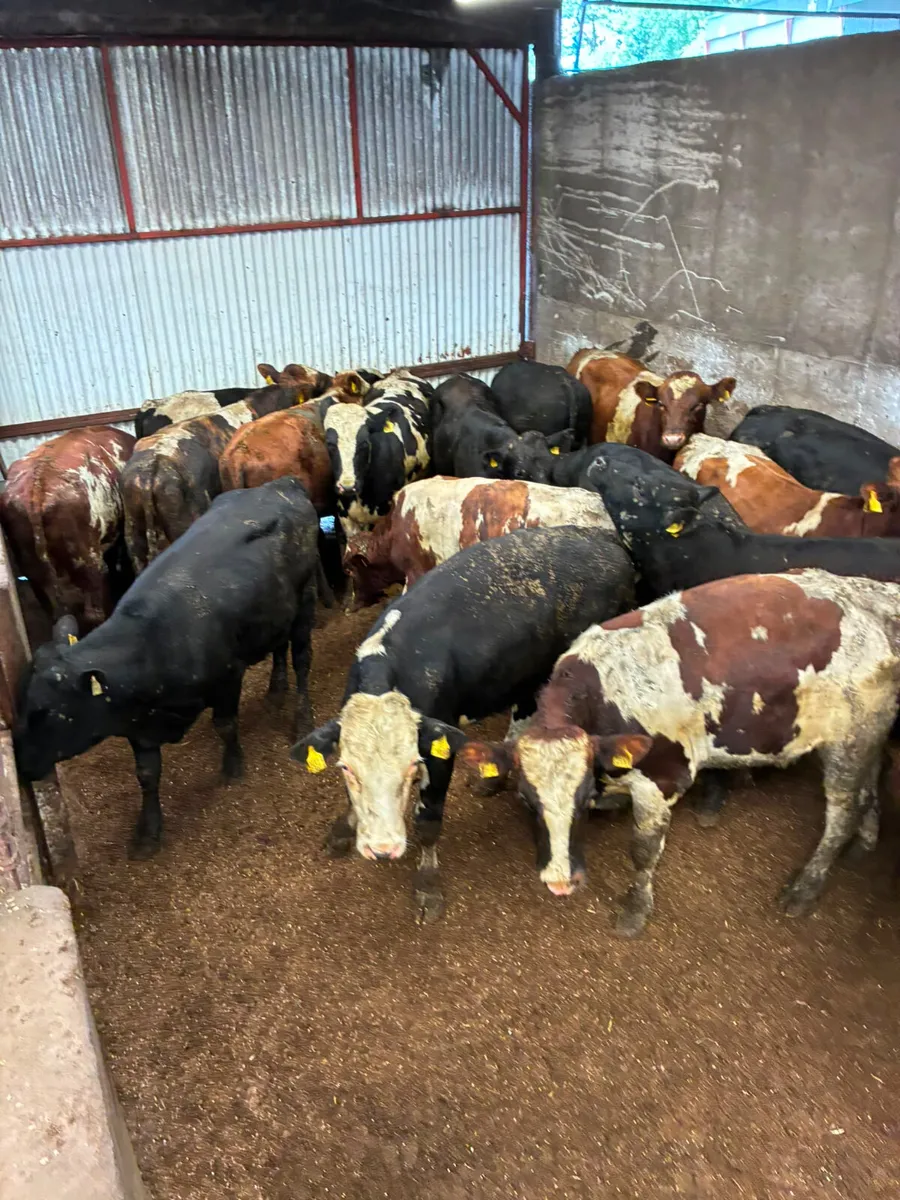 Feeding bulls - Image 2