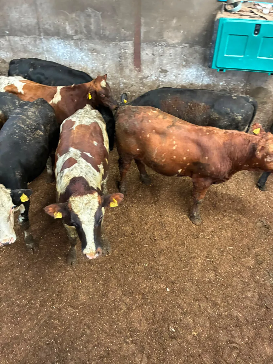 Feeding bulls - Image 3