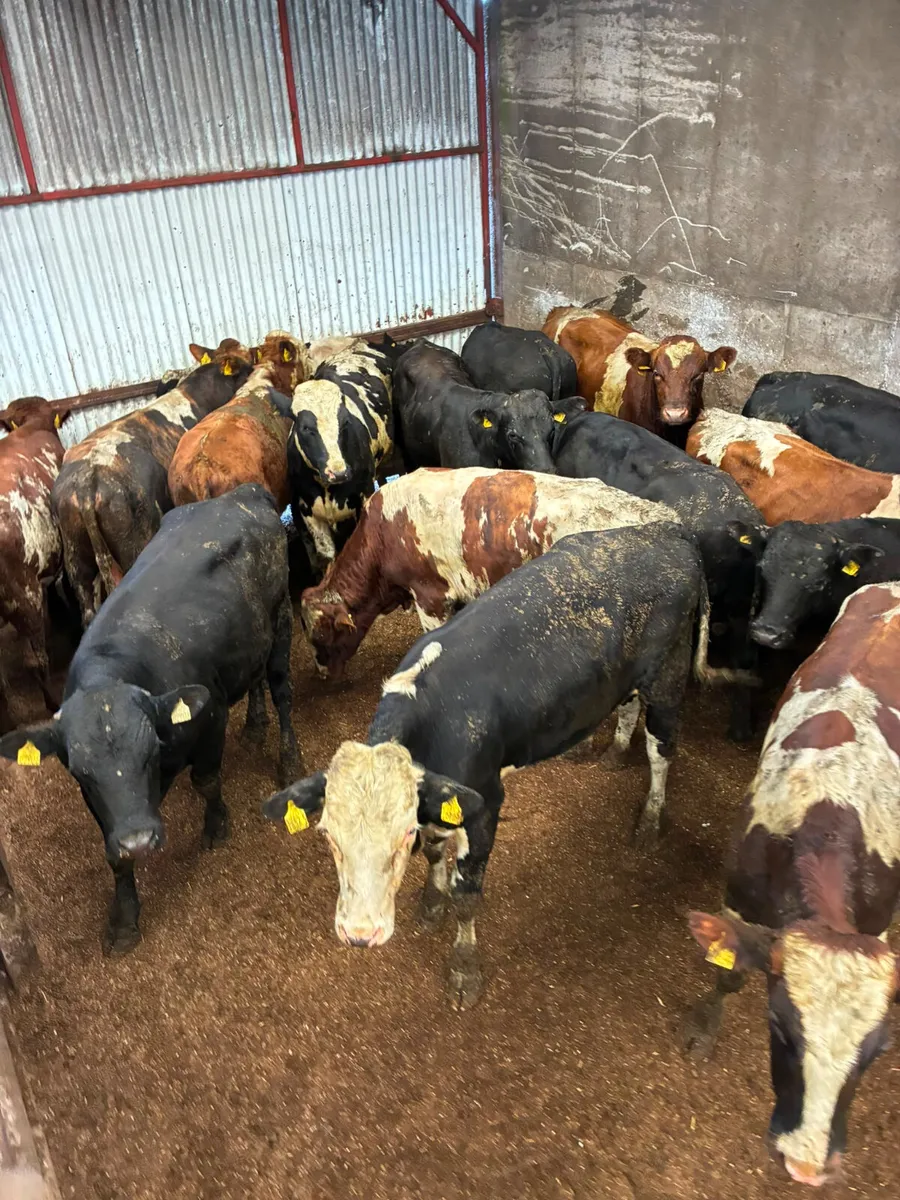 Feeding bulls - Image 1