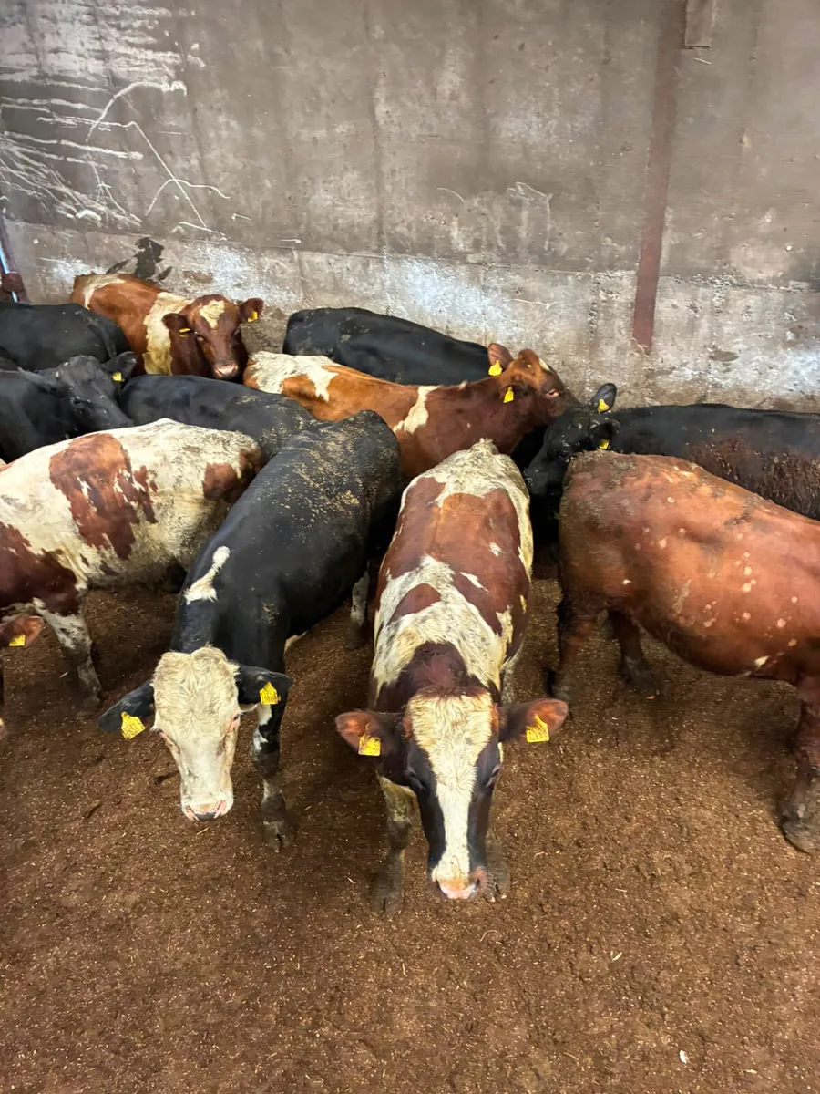 Feeding bulls - Image 4