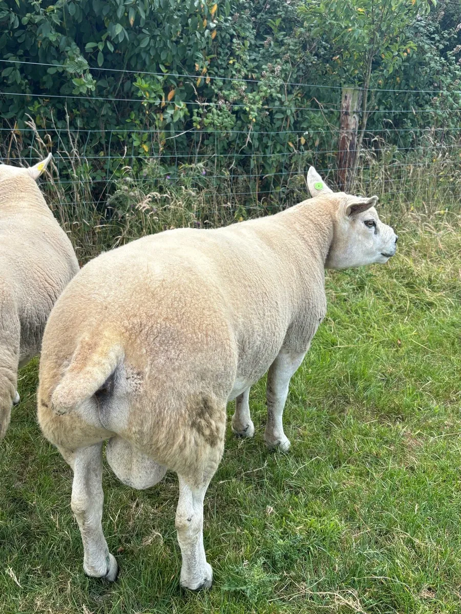 2 stock texel rams - Image 2