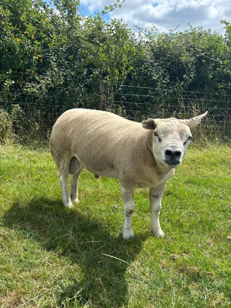 2 stock texel rams - Image 3