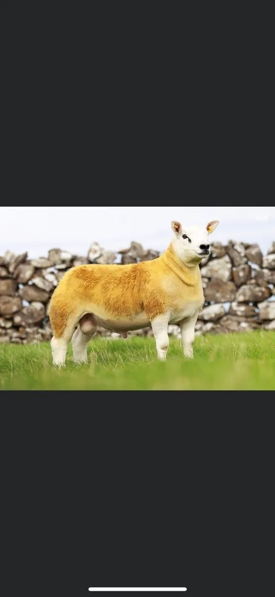 2 stock texel rams - Image 4