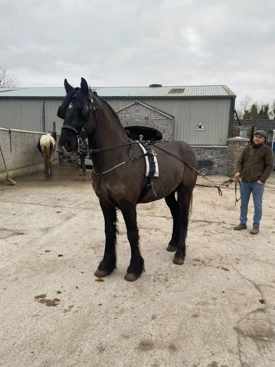 4 year old ride and drive cob - Image 2