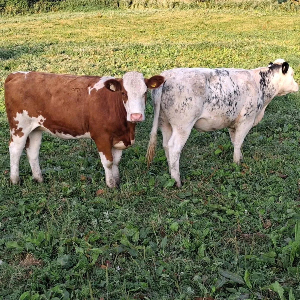 2 super sim breeding heifers - Image 1