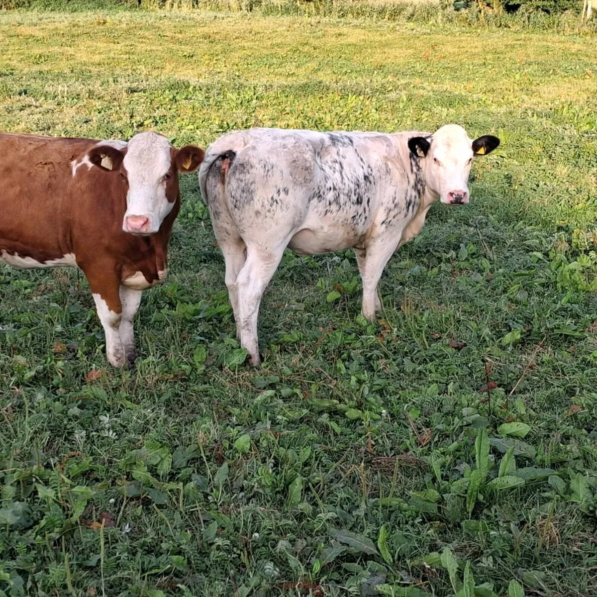 2 super sim breeding heifers - Image 3