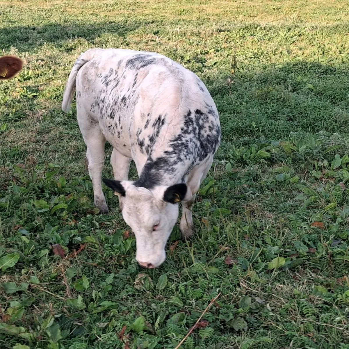 2 super sim breeding heifers - Image 2