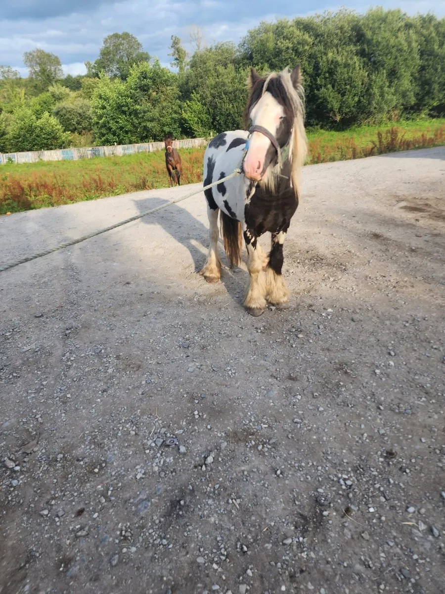 11,2 stallion - Image 1