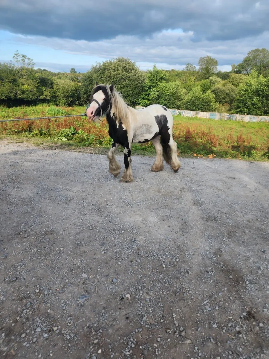 11,2 stallion - Image 2