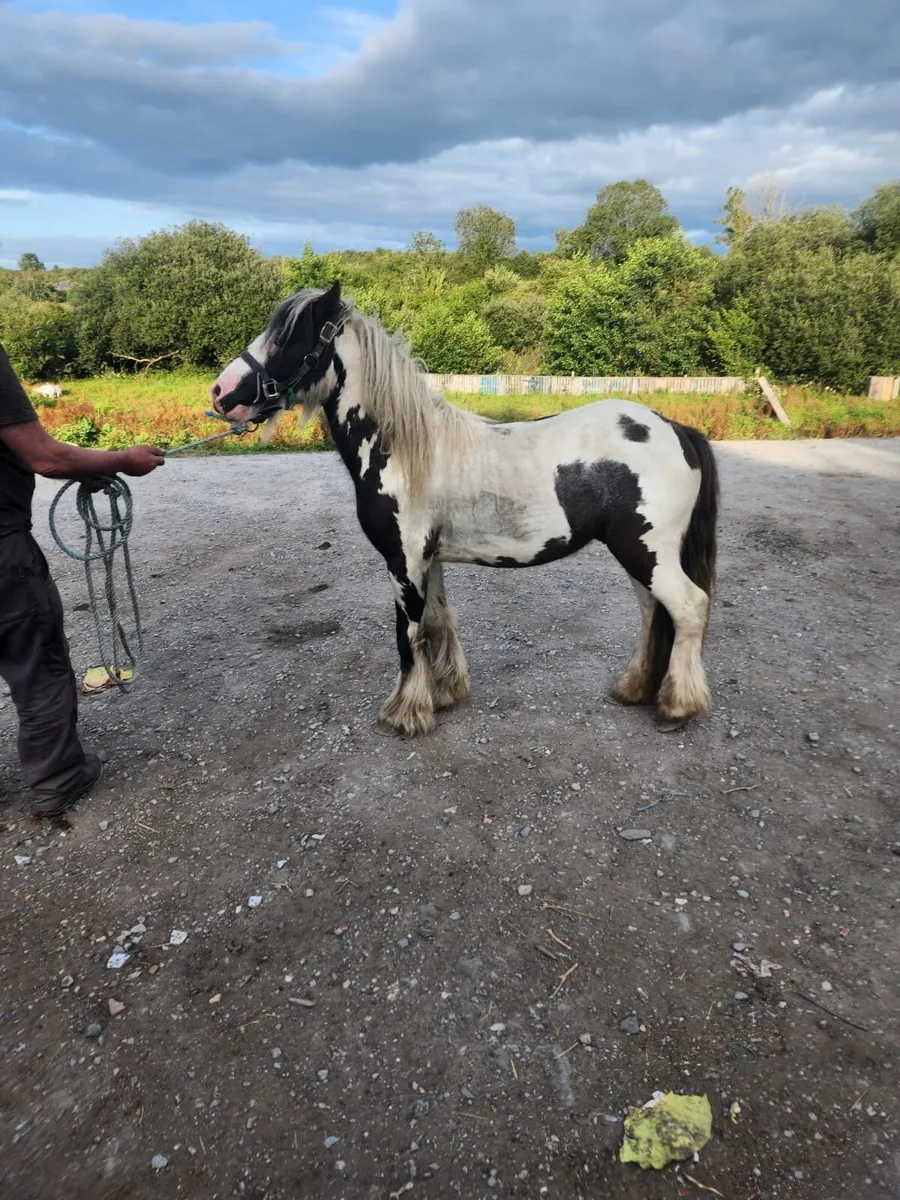 11,2 stallion - Image 3