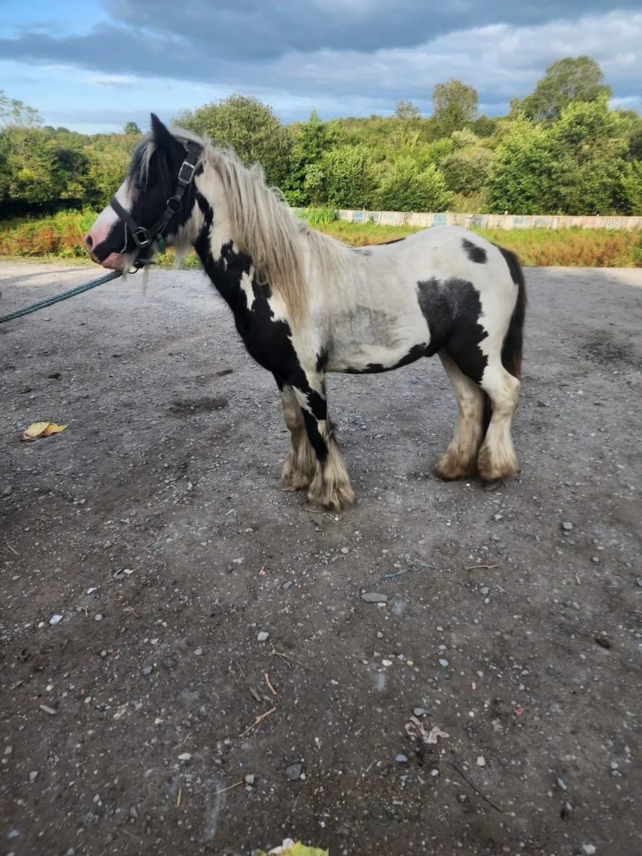 11,2 stallion - Image 4