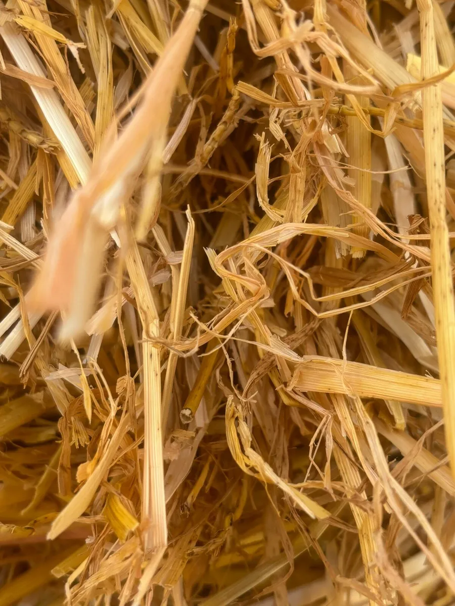 Barley straw - Image 1