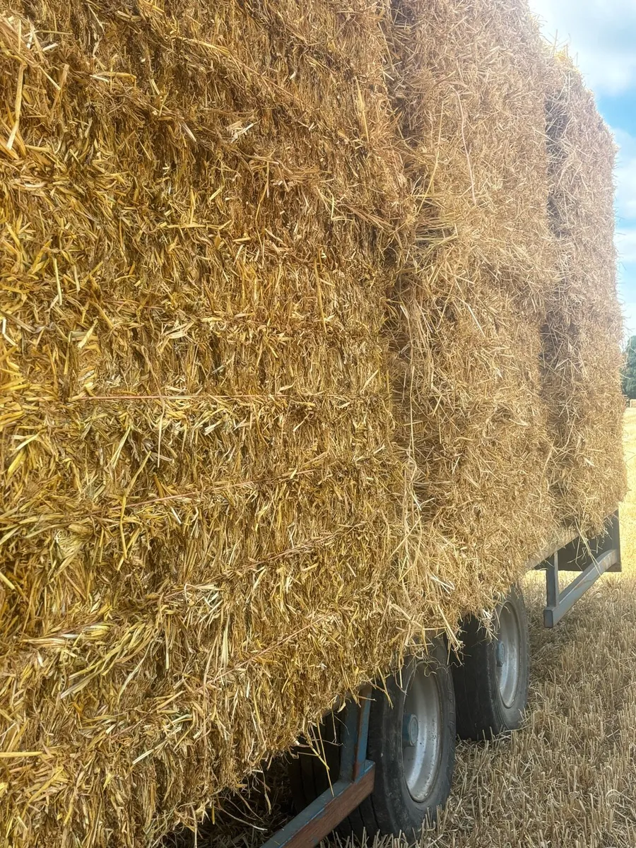 Barley straw - Image 3